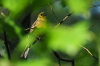 Strnad obecny - Emberiza citrinella - Yellowhammer 0994
